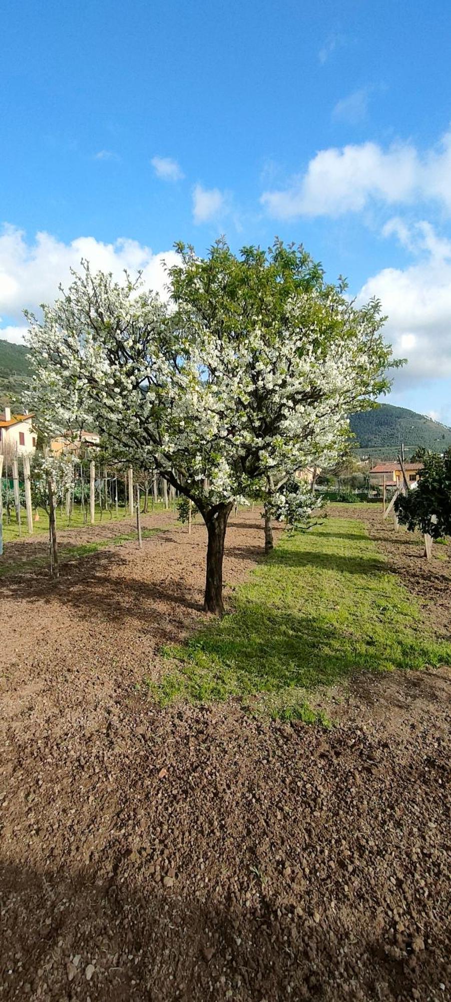 La Tenuta Di Eva بيزا المظهر الخارجي الصورة