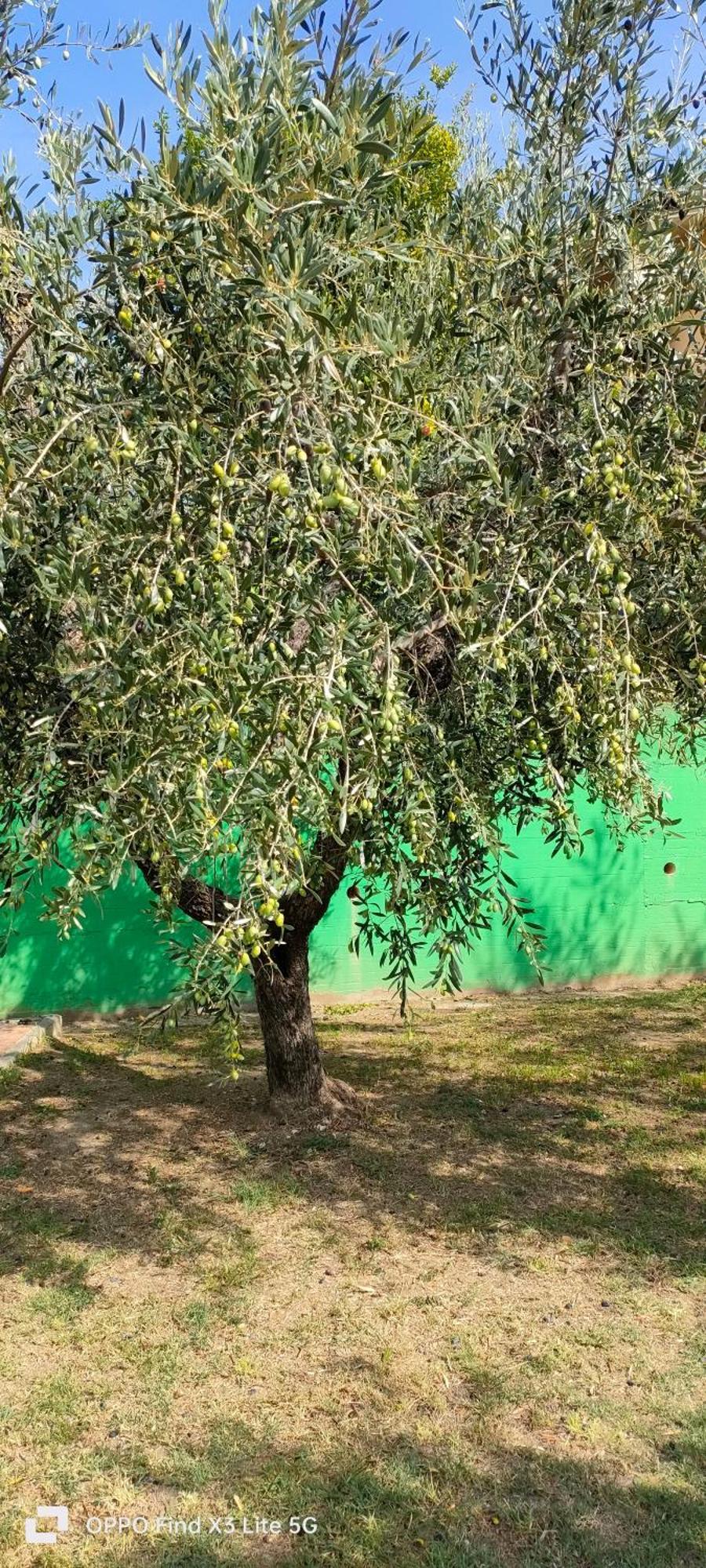 La Tenuta Di Eva بيزا المظهر الخارجي الصورة
