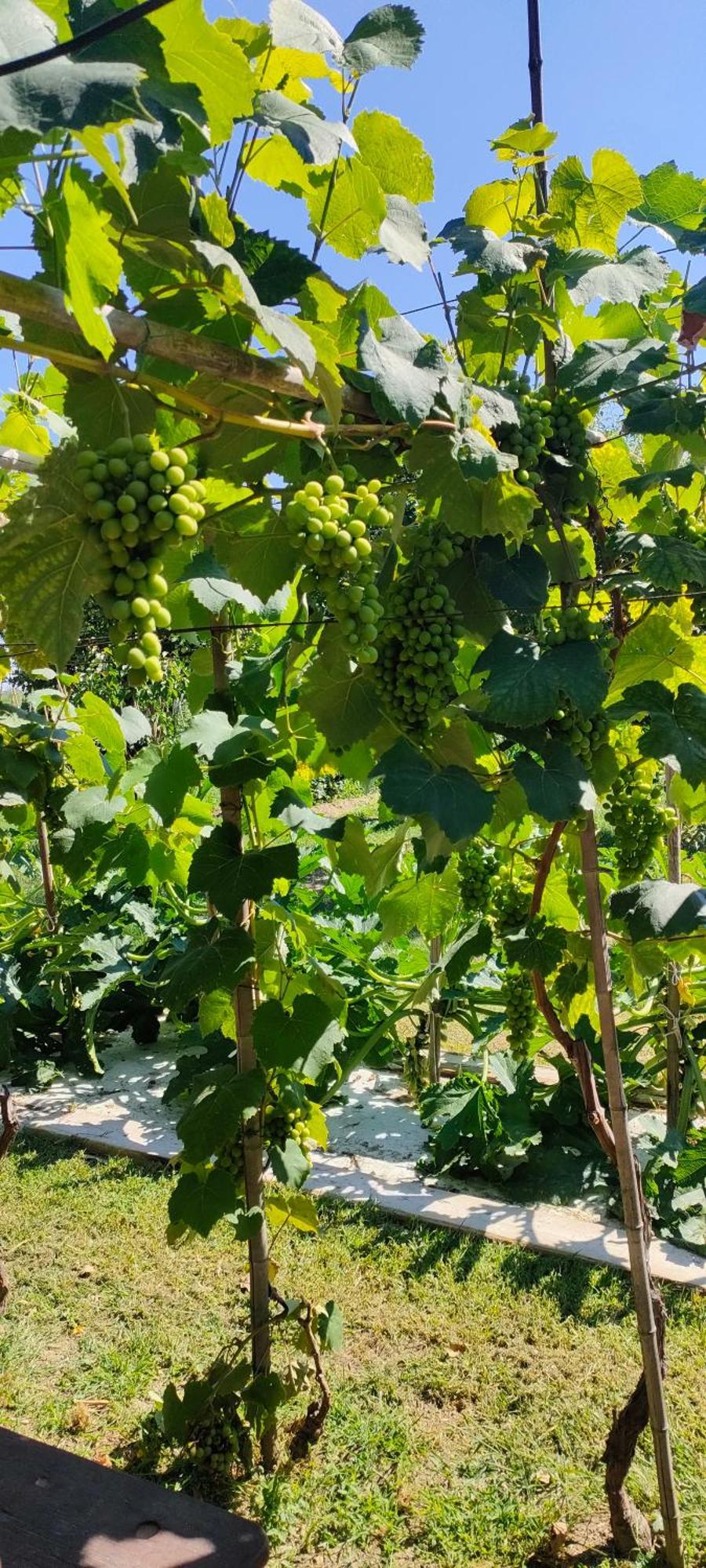La Tenuta Di Eva بيزا المظهر الخارجي الصورة